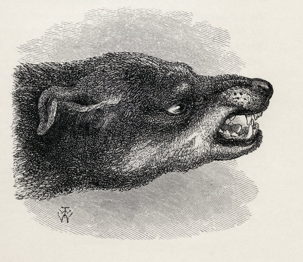 Głowa warczącego psa, z „Wyrażania emocji człowieka i zwierząt” Karola Darwina, 1872 autorstwa Thomas W. Wood
