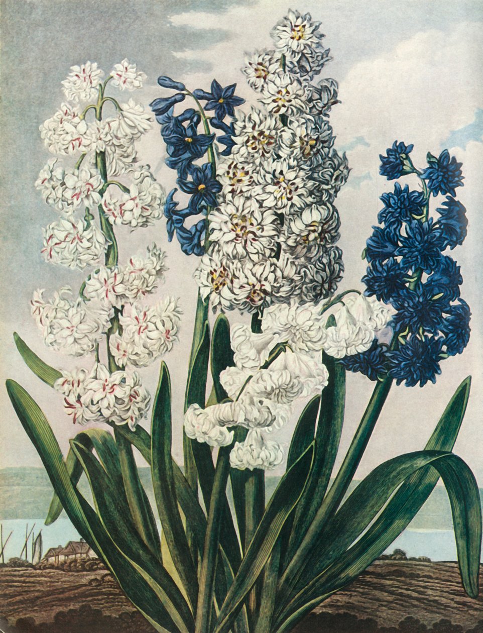 „Hiacynty”, 1801, 1948. autorstwa Thomas Warner