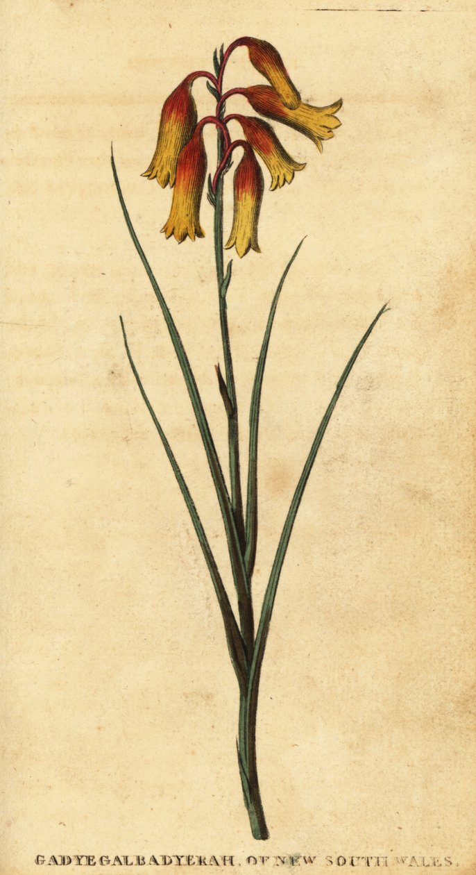 Dzwonki bożonarodzeniowe, Blandfordia nobilis., 1800 (grawerowanie) autorstwa Thomas Watling