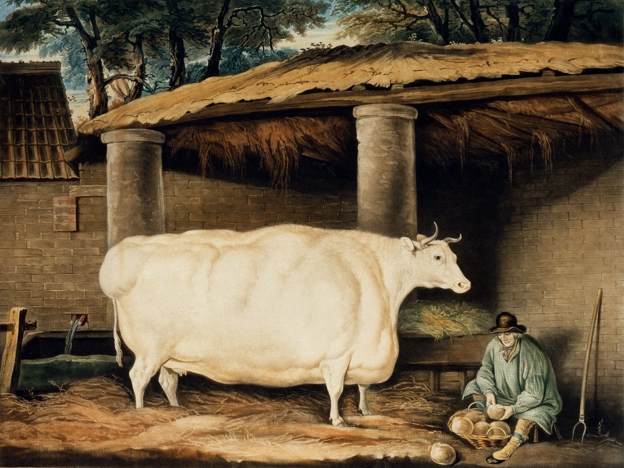 Krótka jałówka rogata rytowana przez Williama Warda, Dartington, 1811 (kolor grawerowany) autorstwa Thomas Weaver