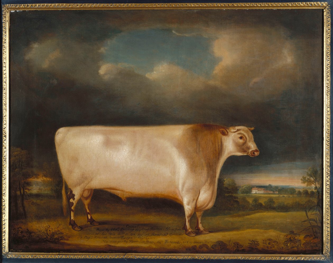 Kometa, jasnodereszowaty byk krótkorogi w krajobrazie, 1811 autorstwa Thomas Weaver