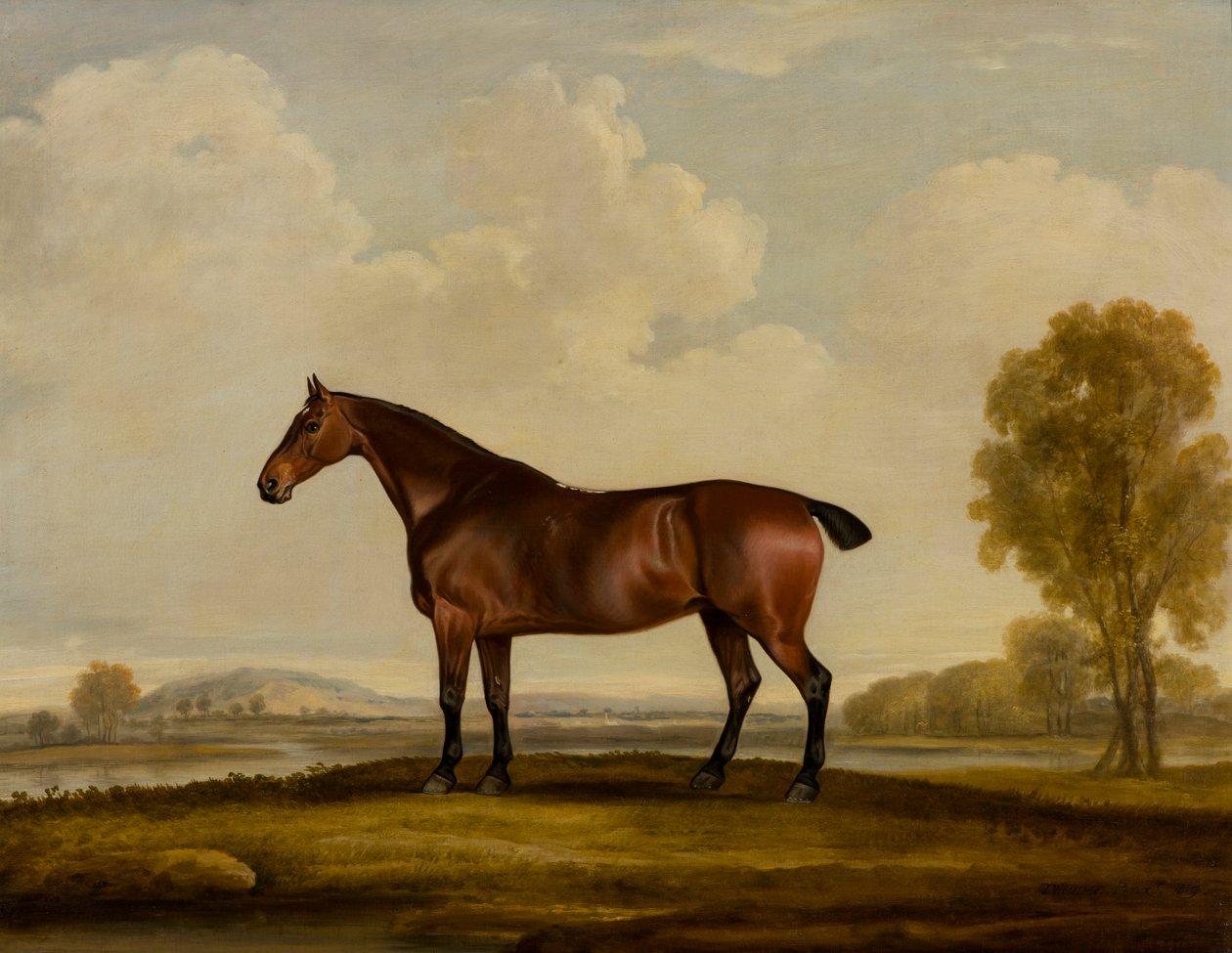 Georgiana: koń, ok. 1819 (olej na płótnie) autorstwa Thomas Weaver