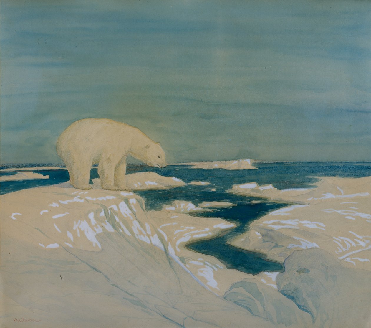 Niedźwiedź polarny (akwarela na papierze) autorstwa Thorolf Holmboe
