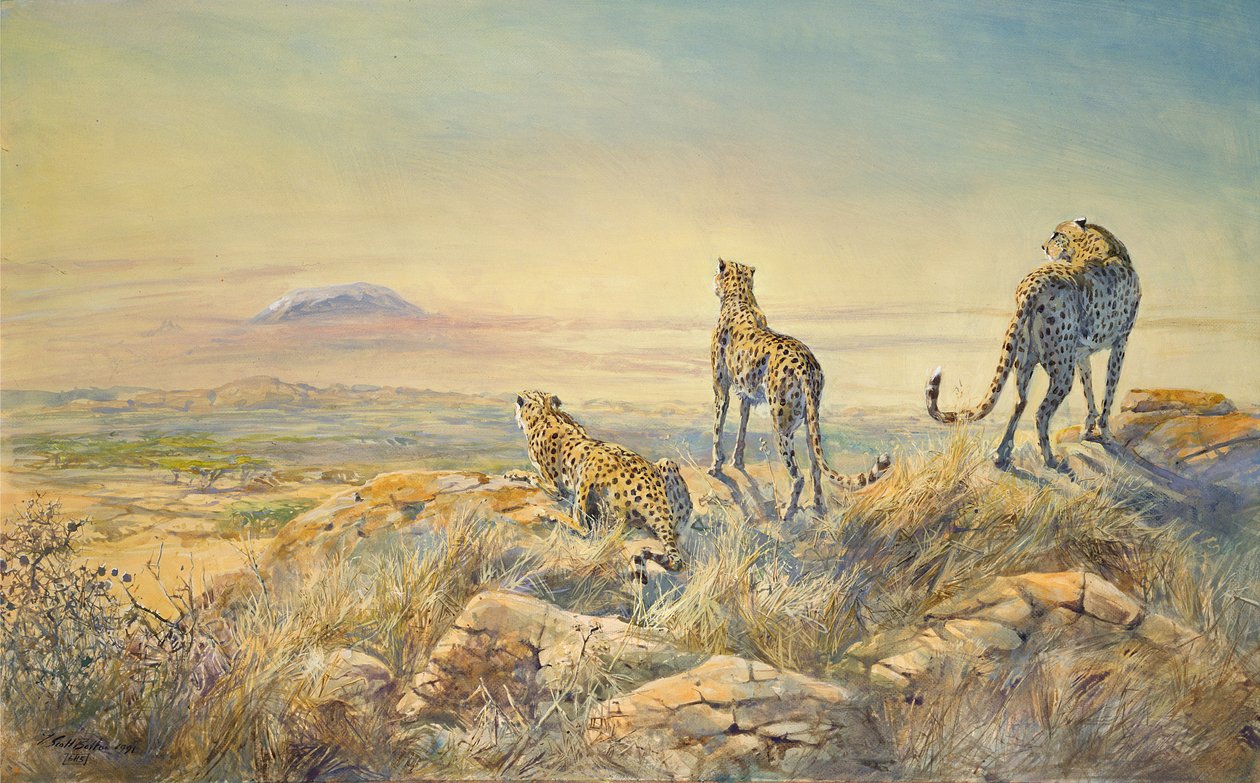 Gepard z Kilimandżaro w tle, 1991 (wc) autorstwa Tim Scott Bolton