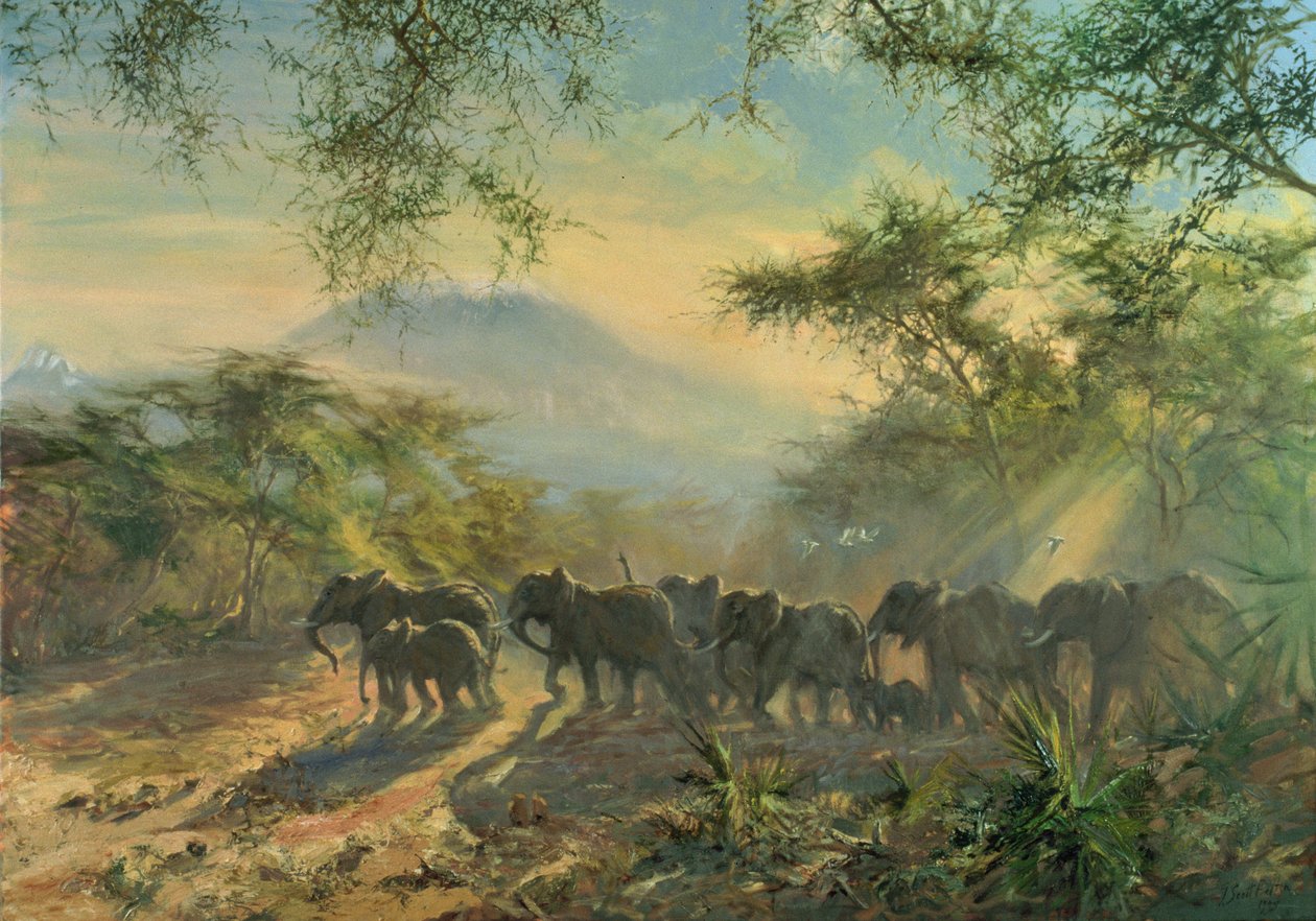 Słoń, Kilimandżaro, 1995 autorstwa Tim Scott Bolton