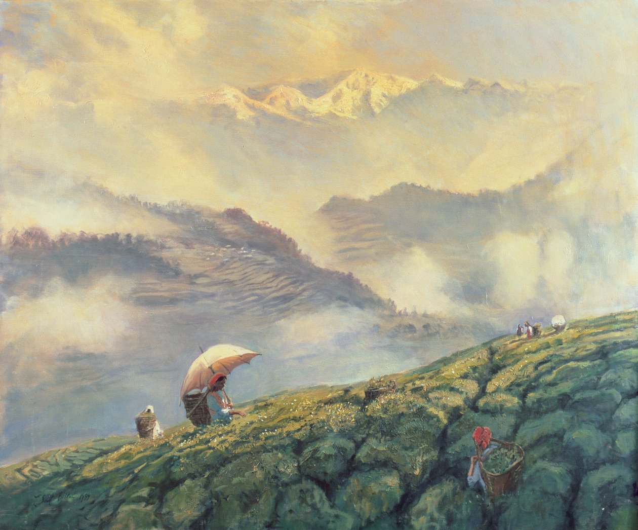 Zbieranie herbaty, Darjeeling, Indie, 1999 autorstwa Tim Scott Bolton