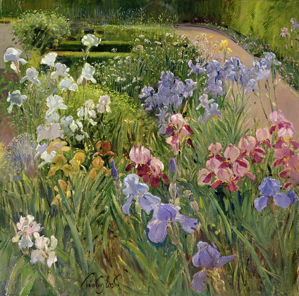 Irysy w Bedfield autorstwa Timothy Easton