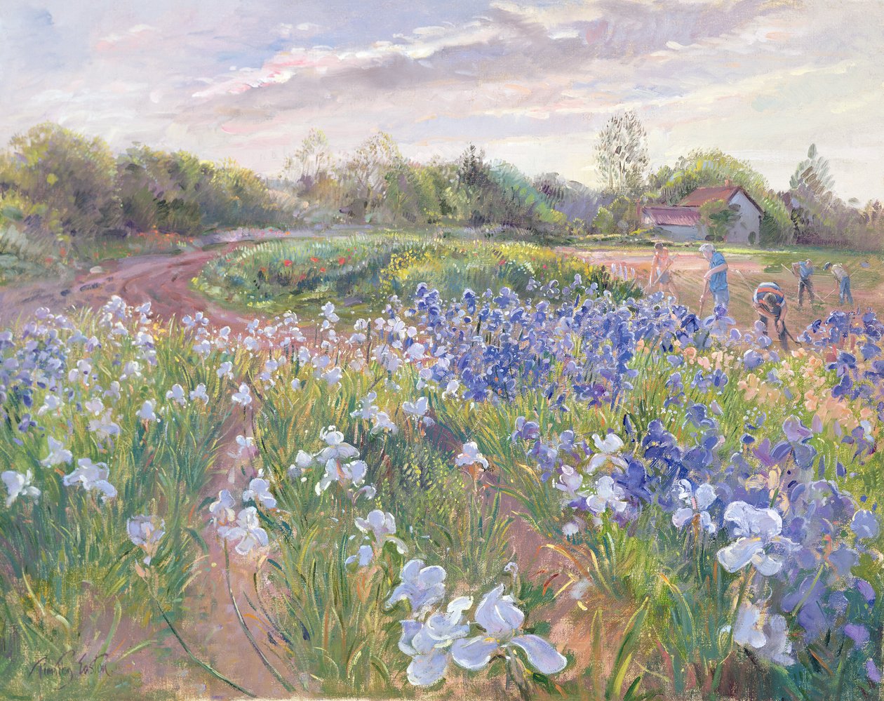 Iskra słoneczna na irysach, 1996 autorstwa Timothy Easton