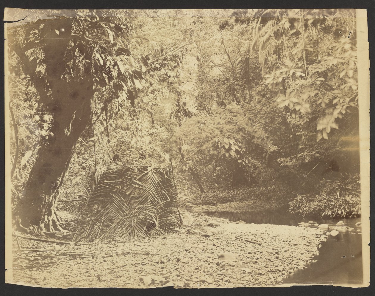 [Scena w dżungli: View of Thatched Hut of Palm Fronds, Isthmus of Darién (Panama)] autorstwa Timothy H. OSullivan