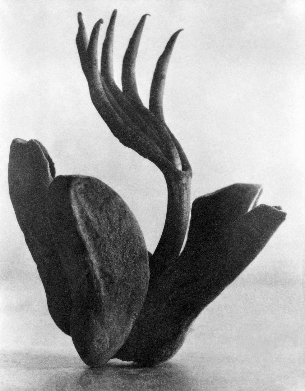 Flor de Manita, Miasto Meksyk, 1925 autorstwa Tina Modotti