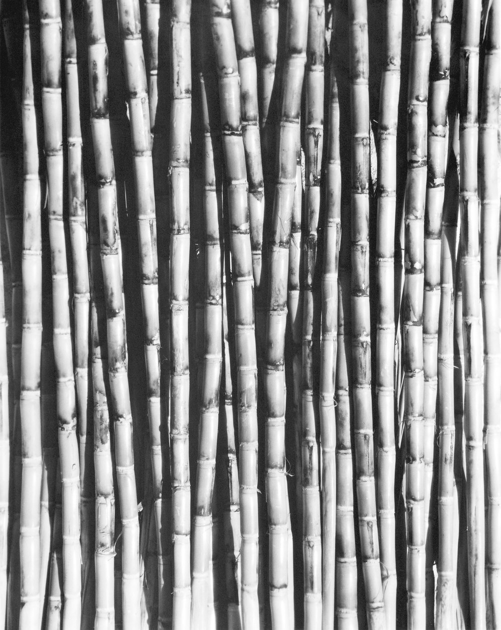 Trzcina cukrowa, Meksyk, 1929 autorstwa Tina Modotti