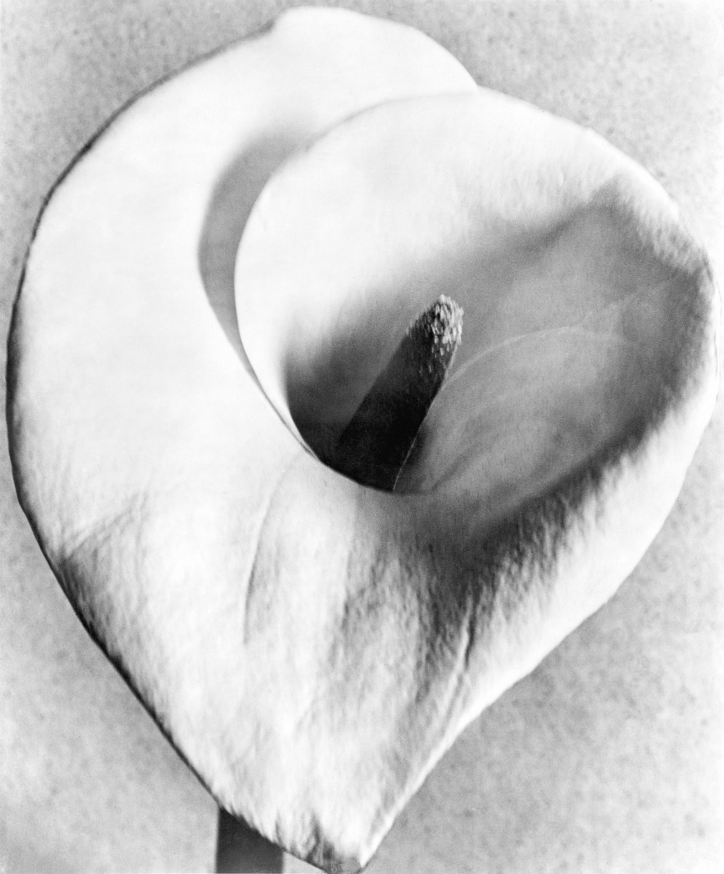 Lilia kalli, Miasto Meksyk, 1925 autorstwa Tina Modotti