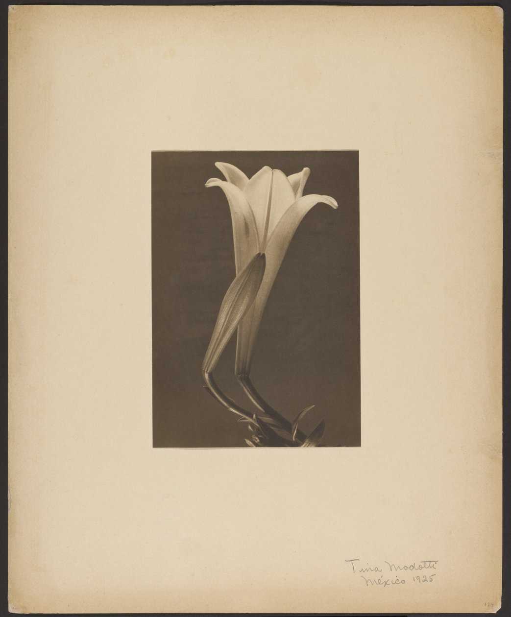Nr 1. autorstwa Tina Modotti