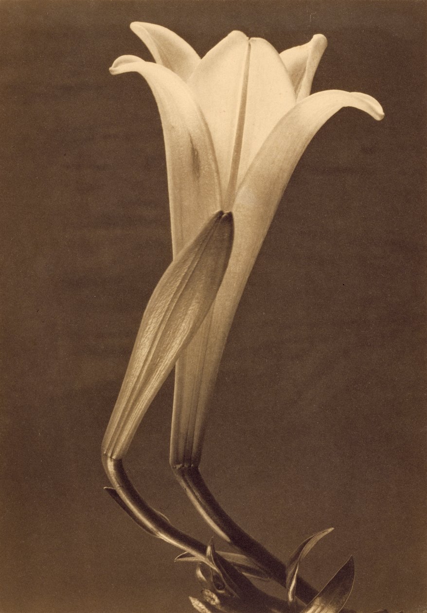 Platynowy nadruk Lily autorstwa Tiny Modotti autorstwa Tina Modotti