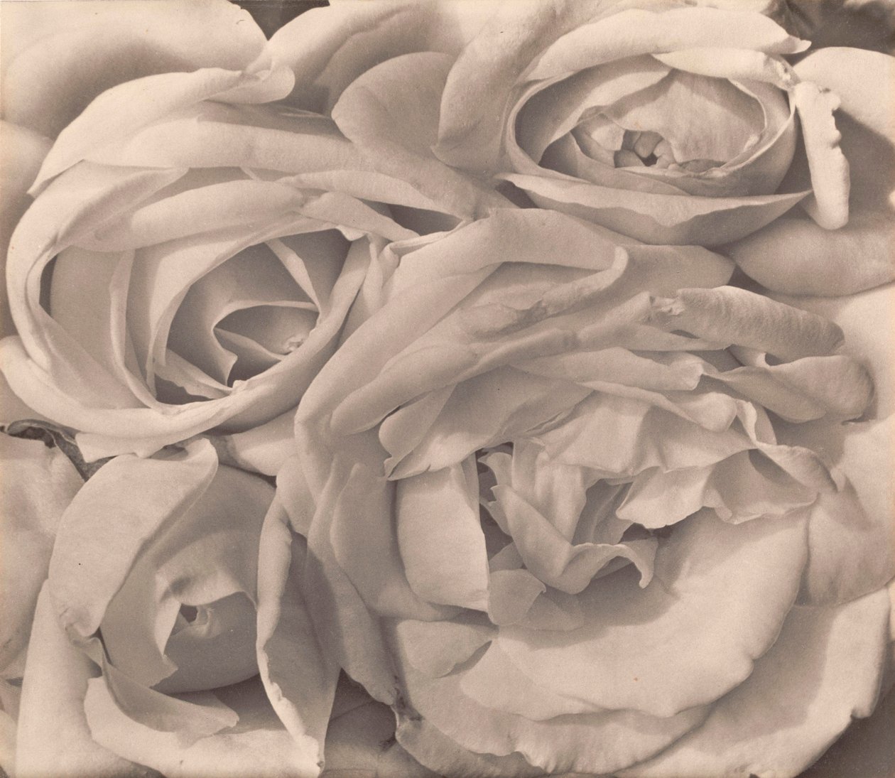 Róże, Meksyk autorstwa Tiny Modotti autorstwa Tina Modotti
