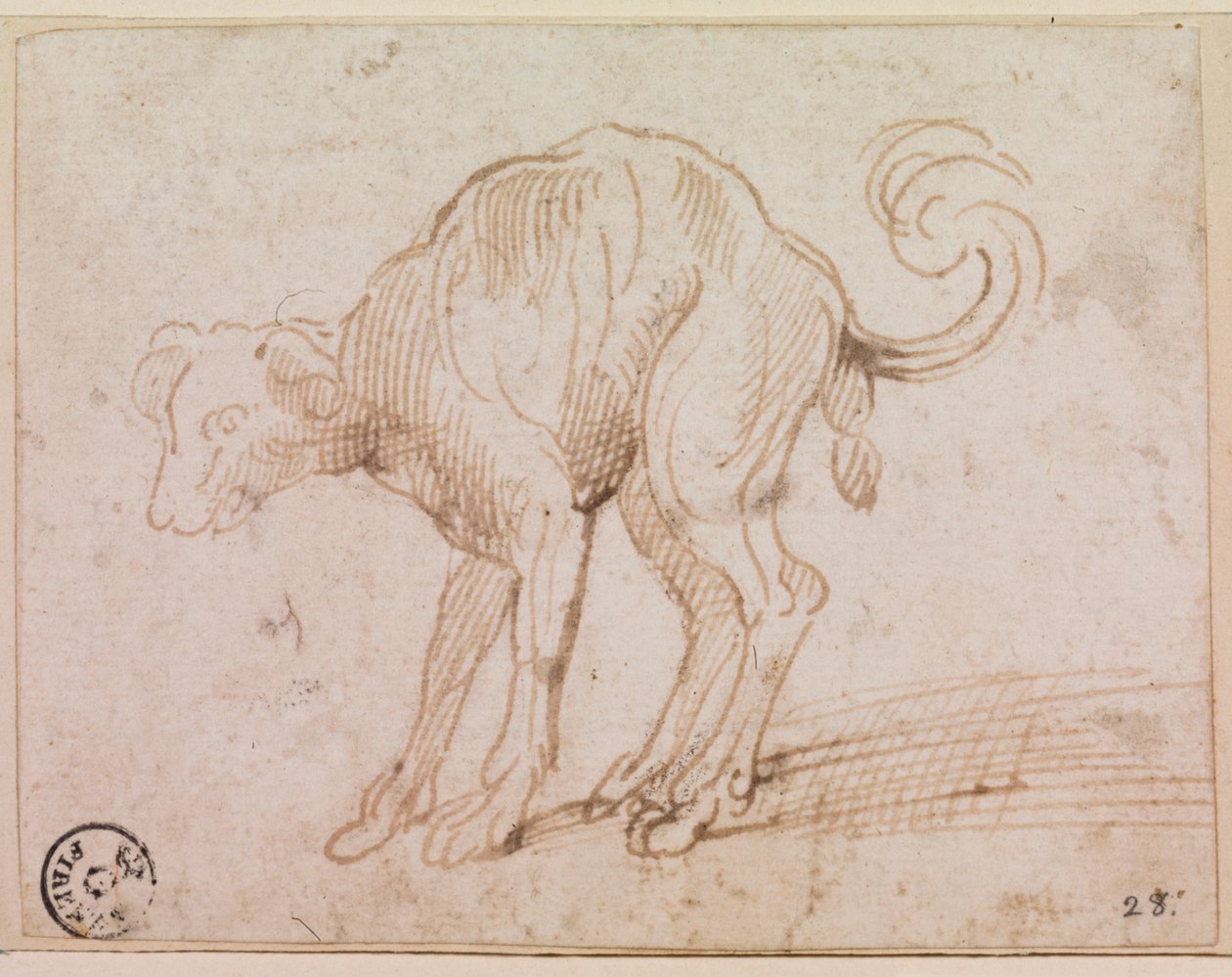 Pies przekraczający Morze Czerwone (pióro i tusz na papierze) autorstwa Titian (c.1488 1576)