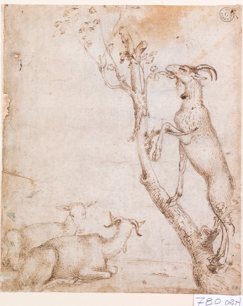 Vuohet laitumella (kynä ja muste paperille) kiillotusaine autorstwa Titian (c.1488 1576)