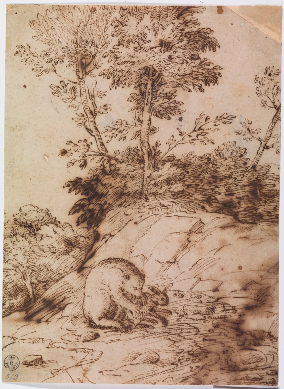 Niedźwiedź jedzący królika (pióro i tusz na papierze) autorstwa Titian (c.1488 1576)