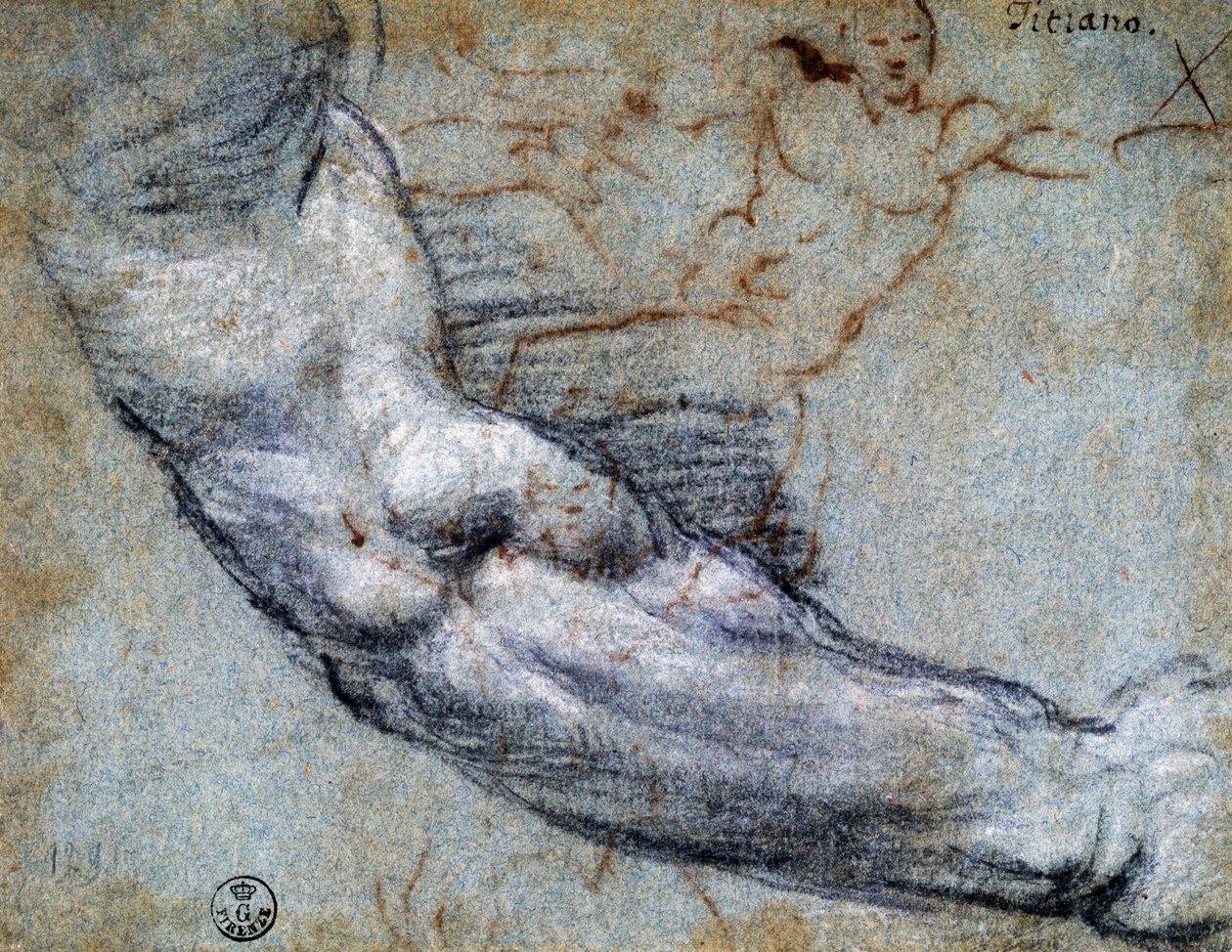 Studium ramienia, Tycjan (ok. 1488-1576), rysunek autorstwa Titian (c.1488 1576)