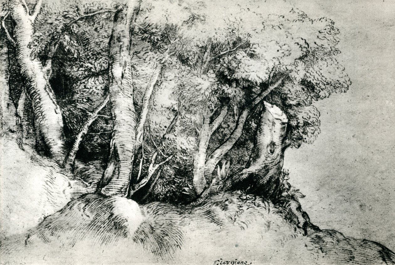 Krajobraz leśny, c1516-1518, 1937 autorstwa Tiziano Vecelli