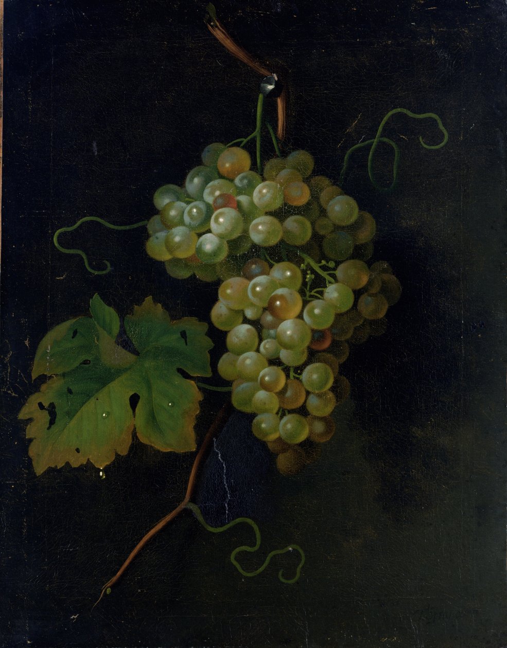 Winogrona autorstwa Tobias Stranover