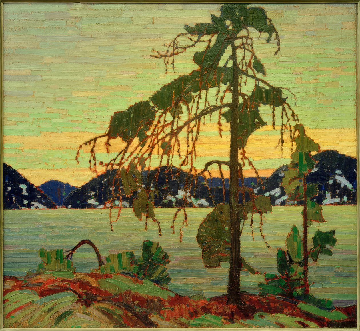 Sosna Jacka autorstwa Tom Thomson