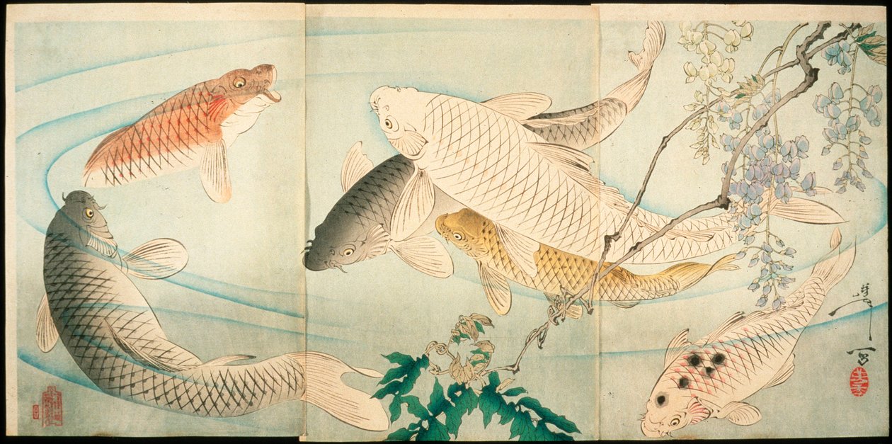 Karp z glicynią autorstwa Tsukioka Yoshitoshi