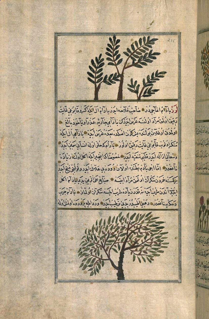 Kadzidło nad drzewem migdałowym, według traktatu Zakariya ibn Muhammada al-Qazwini (atrament i pigmenty na papierze europejskim) autorstwa Turkish School