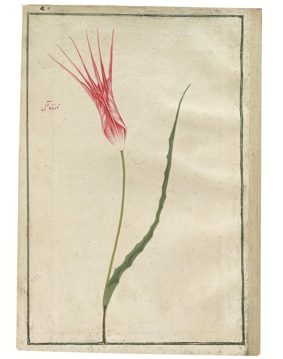 „Nazende-Âl” (pogardliwy szkarłat), czerwony i kremowy tulipan, ok. 1725 r. (akwarela i rysunek w kolorze ciała) autorstwa Turkish School