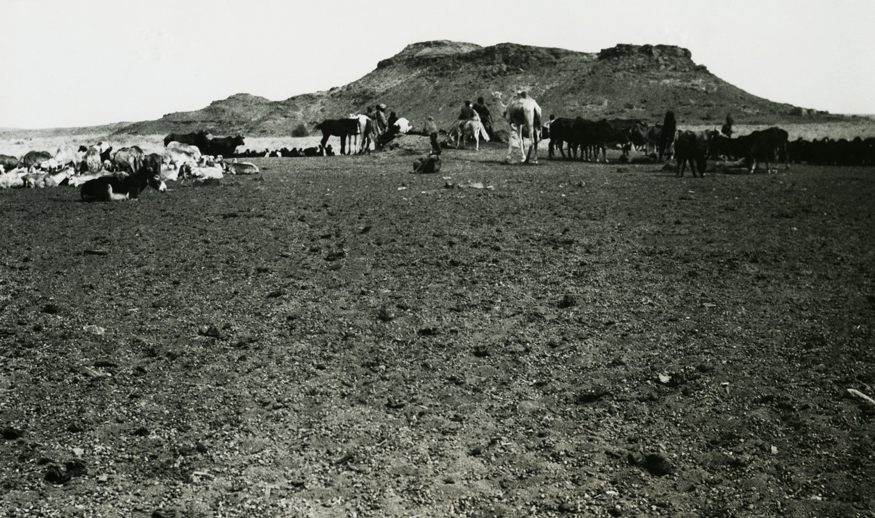 Widok obszaru archeologicznego Naqa z dromaderami i bydłem, Sudan, zdjęcie Ugo Monneret de Villard autorstwa Ugo Monneret de Villard