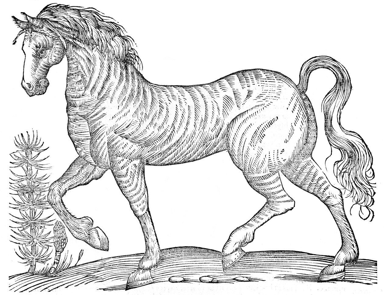 De quadrupedibus solidipedibus volumen integrum autorstwa Ulisse Aldrovandi