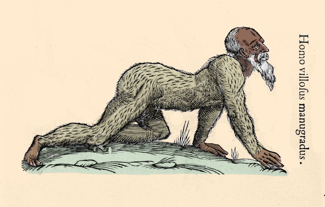 Monster Creature: włochaty mężczyzna chodzący na czworakach. Tabliczka wg Ulisse Aldrovandi (1522-1605), „Monstrorum Historiae”, Bologna 1642 Milanese . autorstwa Ulisse Aldrovandi