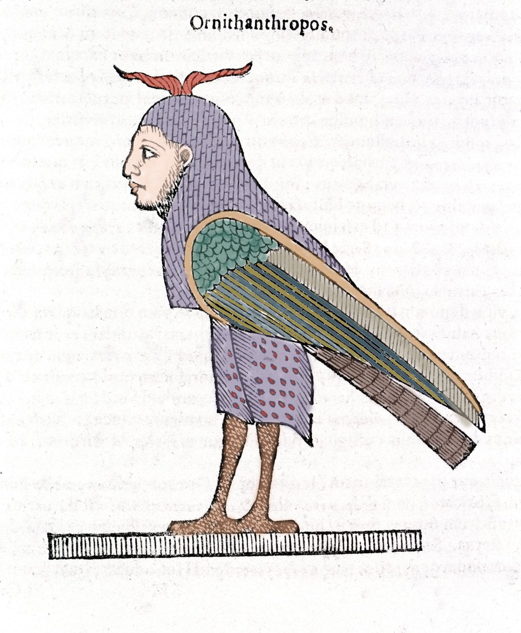 Ornithantropos. Ptak z ludzką głową. Ulisse Aldrovandi „Historia potworów” Bolonia 1642 autorstwa Ulisse Aldrovandi