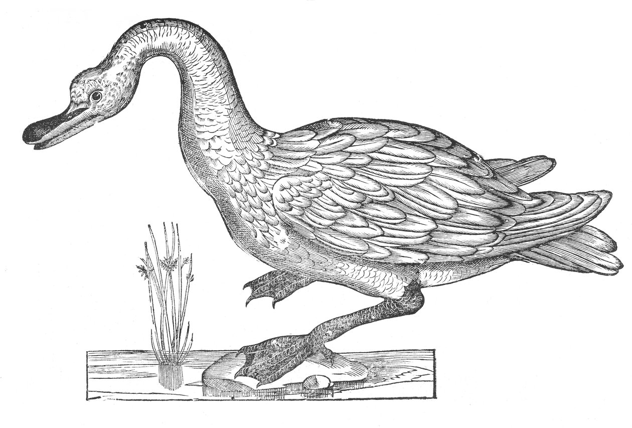 Ornithologiae hoc est de avibus historiae libri XII autorstwa Ulisse Aldrovandi