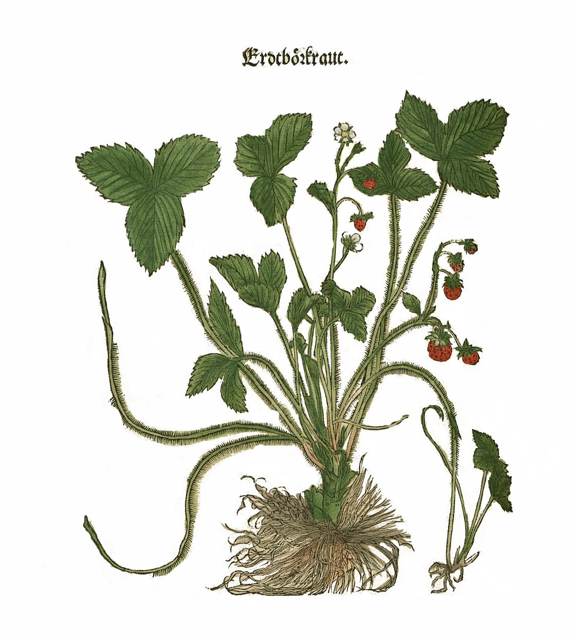 Ilustracja truskawka autorstwa Unbekannt Unbekannt
