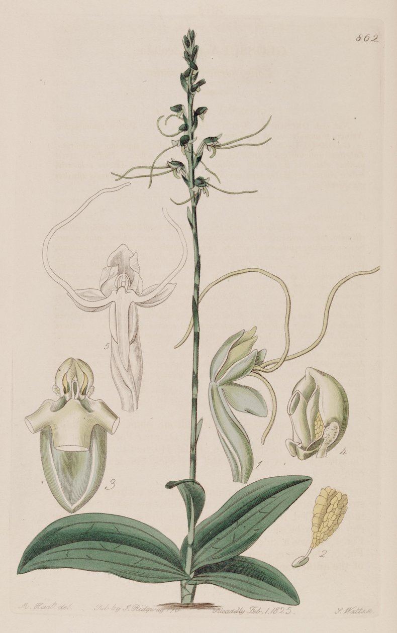 Ilustracja Peristylus tentaculatus (jako syn. Glossula tentaculata) autorstwa Unbekannt Unbekannt