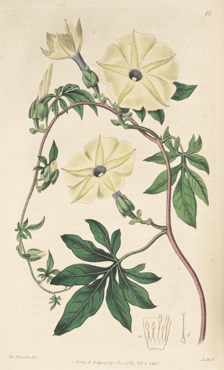 Ipomoea tuberculata autorstwa Unbekannt Unbekannt