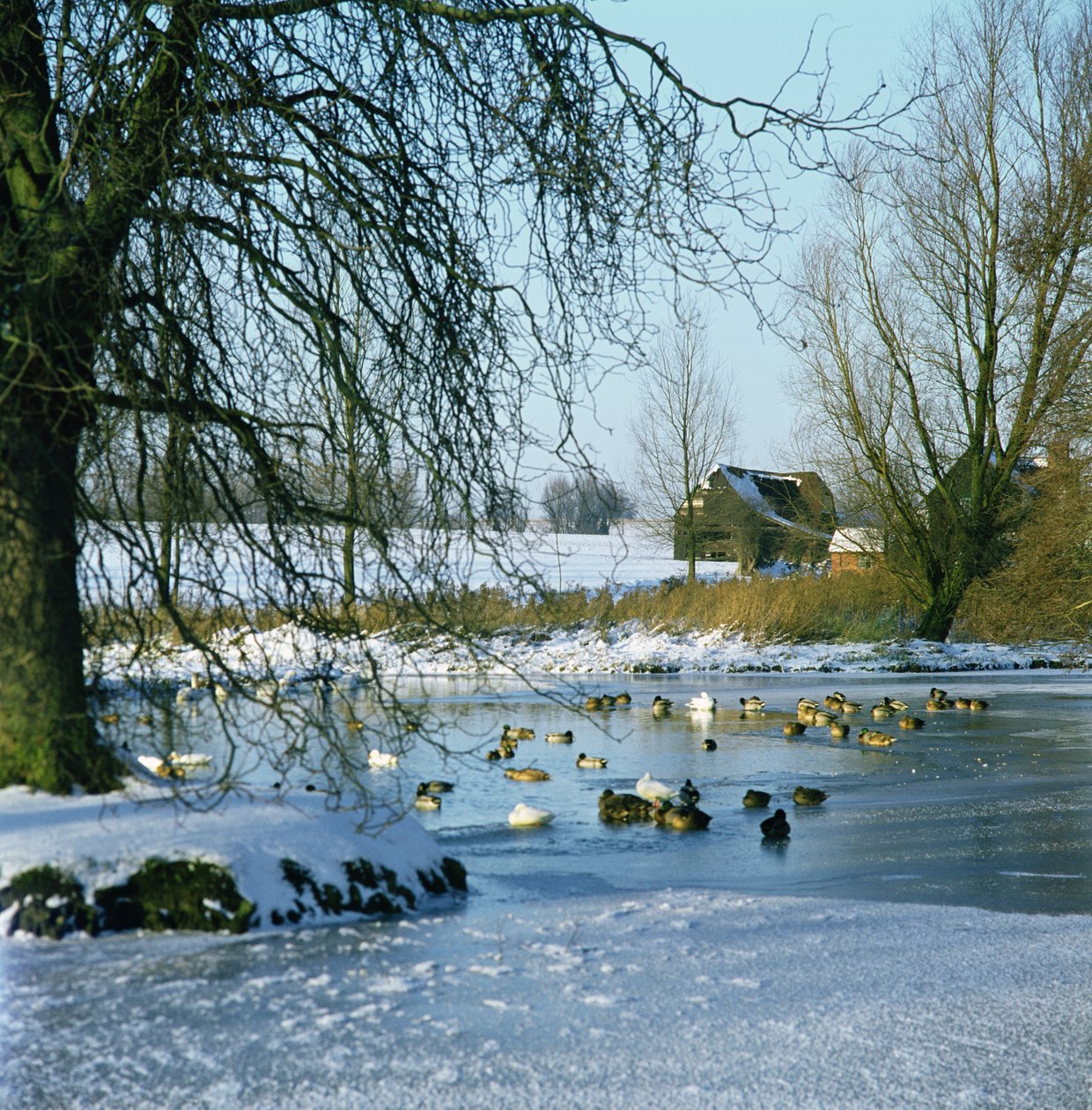 Duck Pond zimą w pobliżu Finchingfield, Essex autorstwa Unbekannt Unbekannt