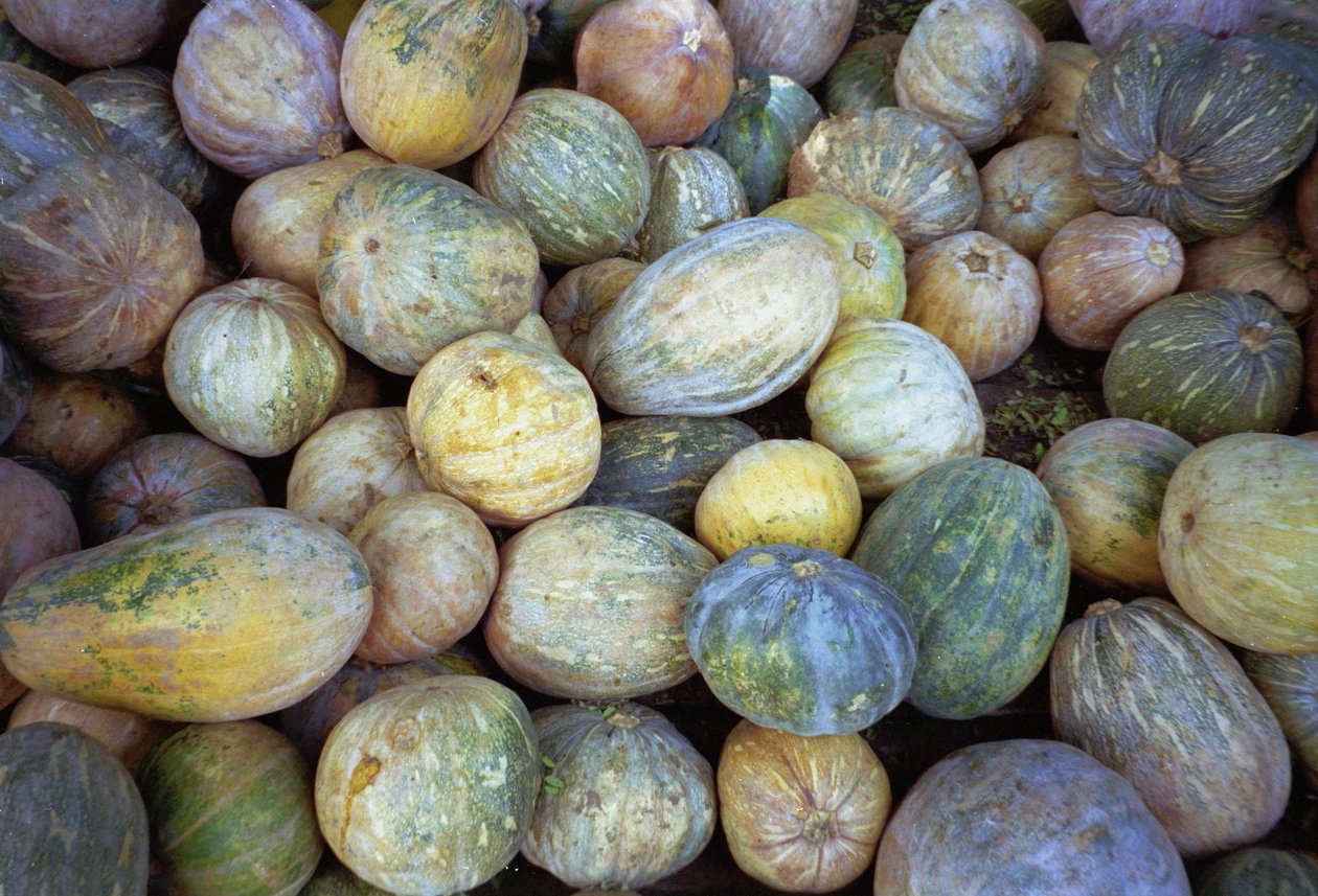 Melony, 1995 (zdjęcie) autorstwa Unbekannt Unbekannt