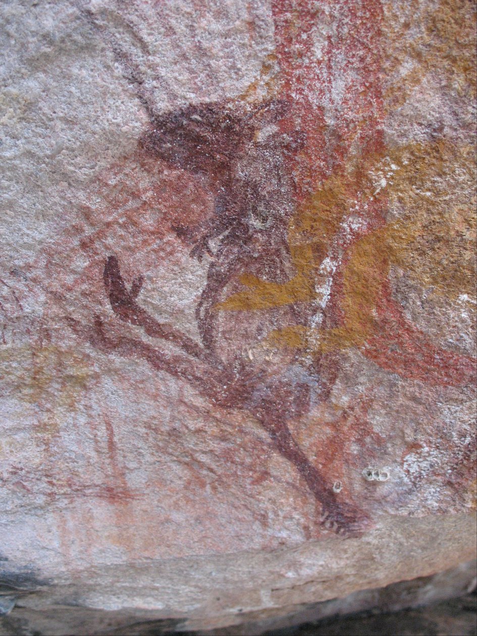 Mała fioletowa wallaby autorstwa Unbekannt Unbekannt