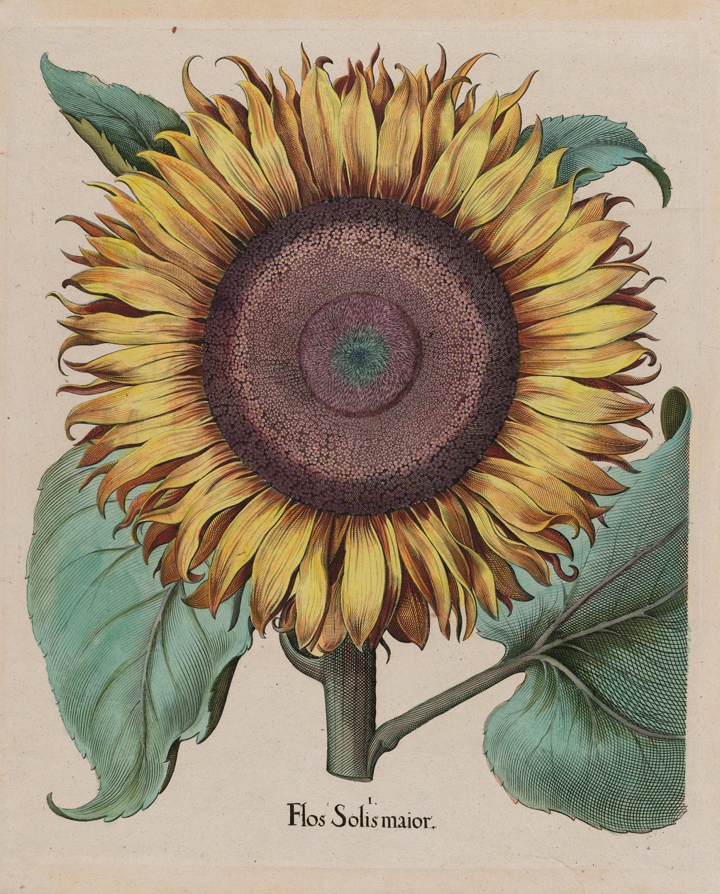 Niezidentyfikowany artysta - Duży słonecznik (Flos Solis Maior), płyta 1 z części 5, B. Besler, Hortus Eystettensis, 1713 edytuj... autorstwa Unbekannt Unbekannt