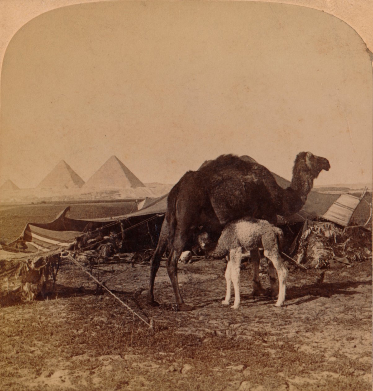 Dziecko pustyni, Egipt, 1896 autorstwa Unbekannt