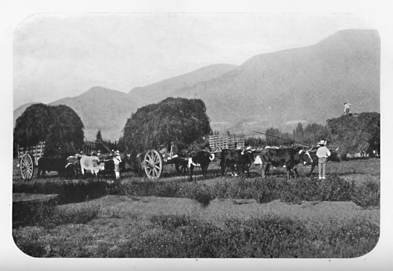 Chilijskie żniwa, 1911 autorstwa Unbekannt