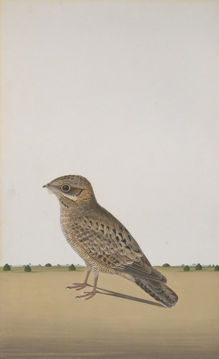 Zwykły indyjski lelek Caprimulgus asiaticus, ca. 1780 autorstwa Unbekannt