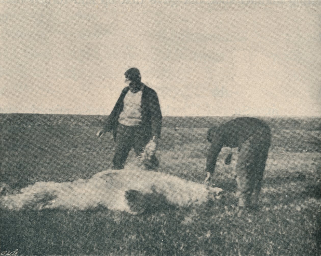 Martwy niedźwiedź na Wyspie Reniferów 21 sierpnia 1893 , 1893 1897 autorstwa Unbekannt