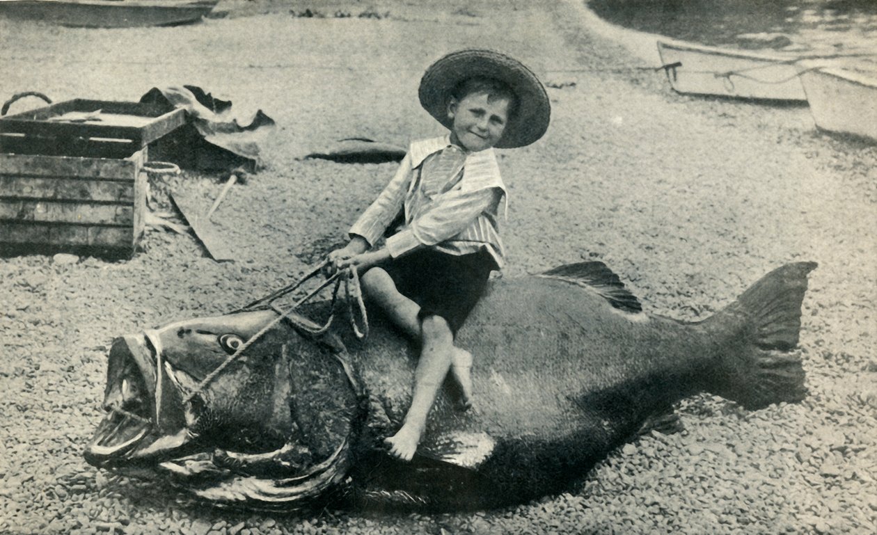 Podejrzany Rumak! - Bass czarnomorski - waga 363 funtów, 1901. autorstwa Unbekannt