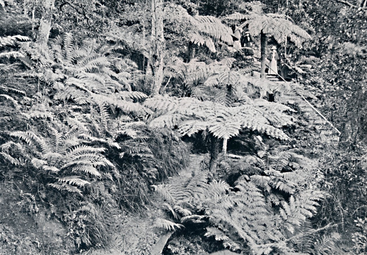 Las Paproci Drzewnych, Leura, Góry Błękitne, ok. 1900. autorstwa Unbekannt