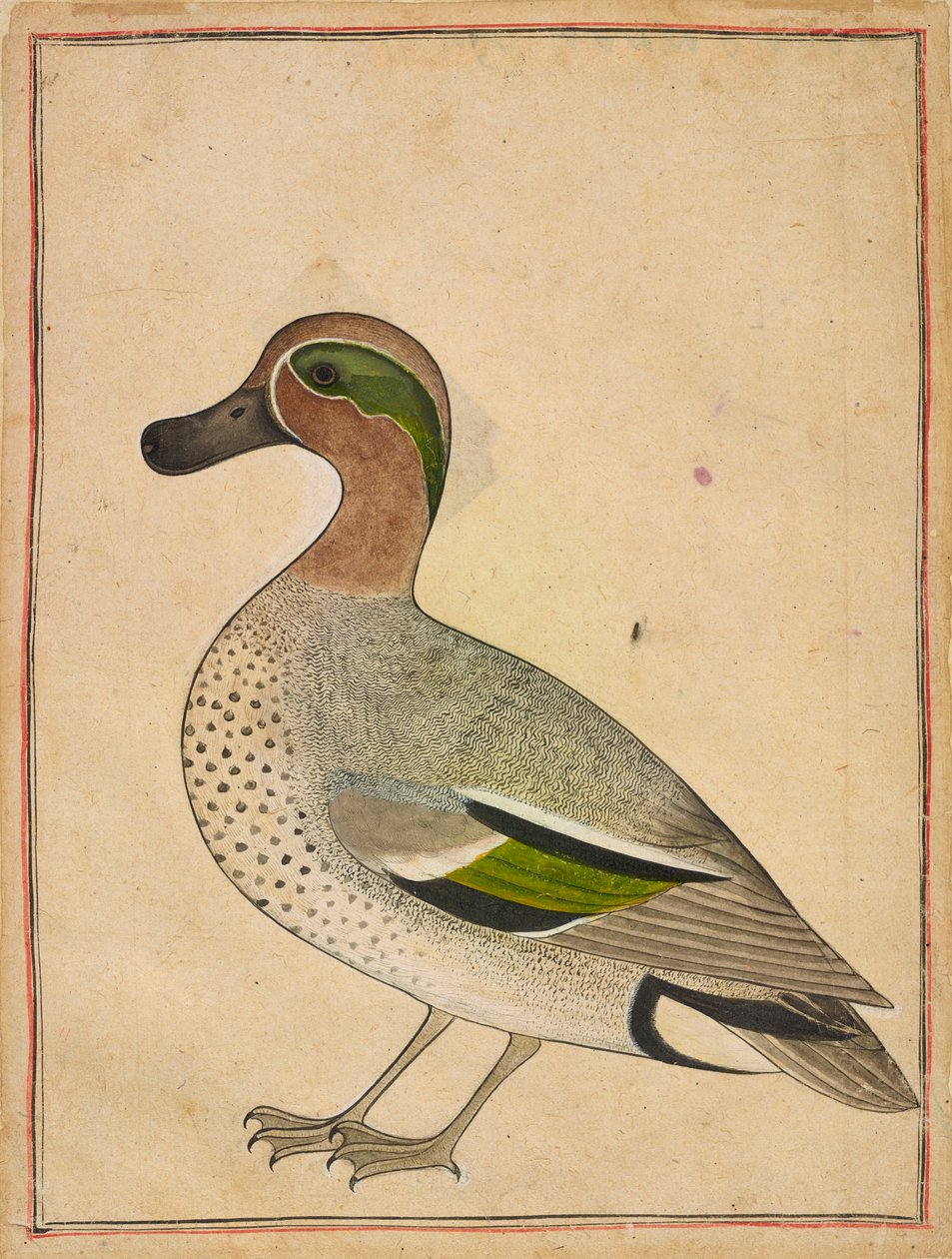 Zielonoskrzydły Cyraneczka, ca. 1730. autorstwa Unbekannt