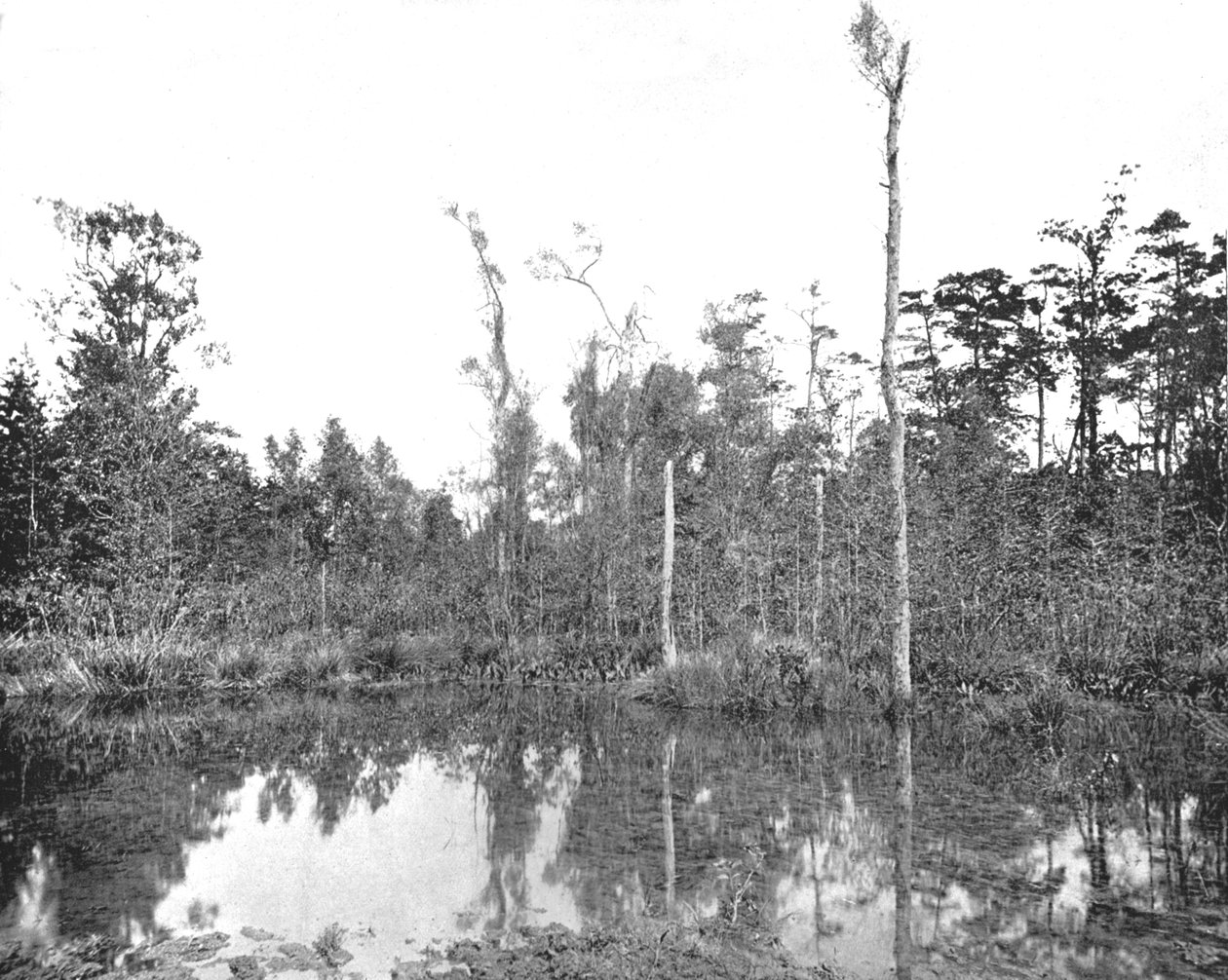 Bagno Luizjany, USA, ok. 1900 r. autorstwa Unbekannt