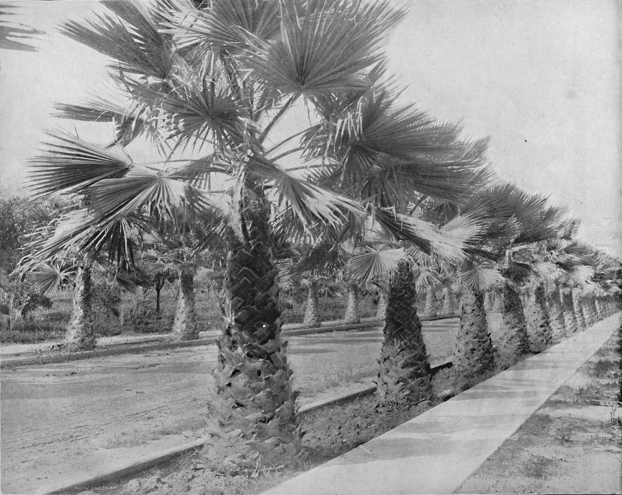 Palm Avenue w Los Angeles, Kalifornia, ok. 1897 r. autorstwa Unbekannt